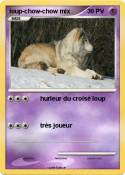 loup-chow-chow mix loup-chow-chow