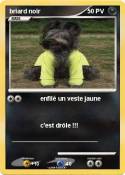 briard noir briard noir