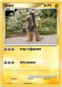 briard