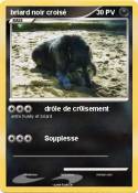 briard noir