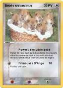 Bébés shibas