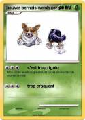bouver bernois-welsh corgis mix bouver