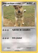 loup arctique
