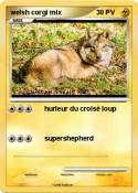 welsh corgi mix