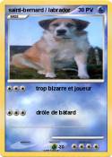 saint-bernard /
