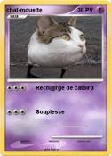 chat-mouette