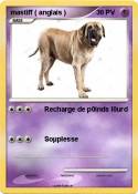 mastiff ( anglais ) mastiff (