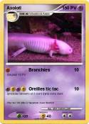 Axolotl