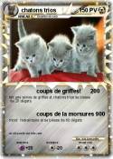 chatons trios