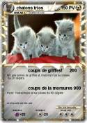 chatons trios