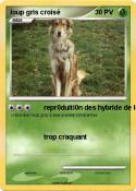 loup gris