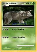 border collie