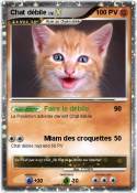 Chat débile