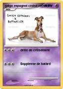 galgo espagnol