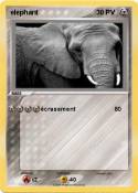 elephant