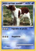 welsh springer spaniel welsh springer