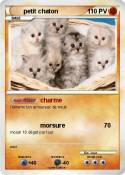 petit chaton