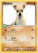 chihuahua
