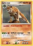 Lynx roux