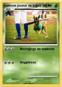 malinois joueur