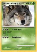 hµbride de loup gris hµbride de