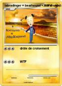 labradinger +