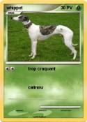 whippet whippet