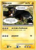beauceron