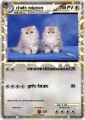 chats mignon