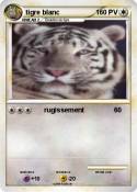tigre blanc
