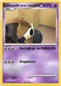 bullmastiff avec lunettes bullmastiff
