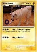 shiba inu mix