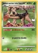welsh terrier