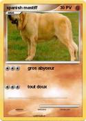 spanish mastiff