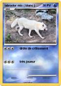 labrador mix ( blanc ) labrador mix (