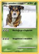 loup canadien