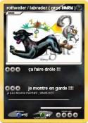 rottweiler / labrador ( gros chien rottweiler /