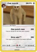 Chat musclé
