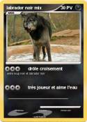 labrador noir