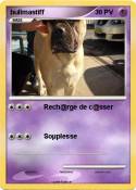 bullmastiff