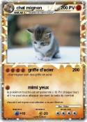 chat mignon