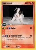 jack russel