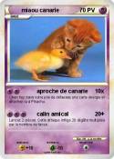 miaou canarie
