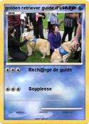 golden retriever guide d'aveugle golden