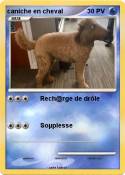 caniche en