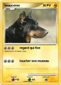 beauceron