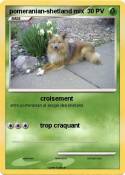 pomeranian-shetland