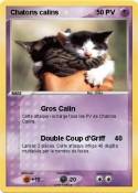 Chatons calins