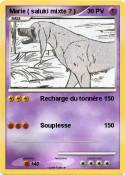 Marie ( saluki