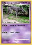 galgo espagnol